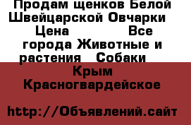 Продам щенков Белой Швейцарской Овчарки  › Цена ­ 20 000 - Все города Животные и растения » Собаки   . Крым,Красногвардейское